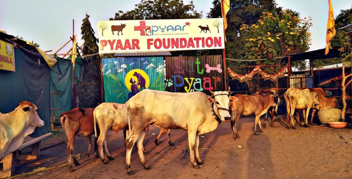 Pyaar Foundation Gaushala